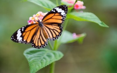 The Transformed Life | Peter – Part 9